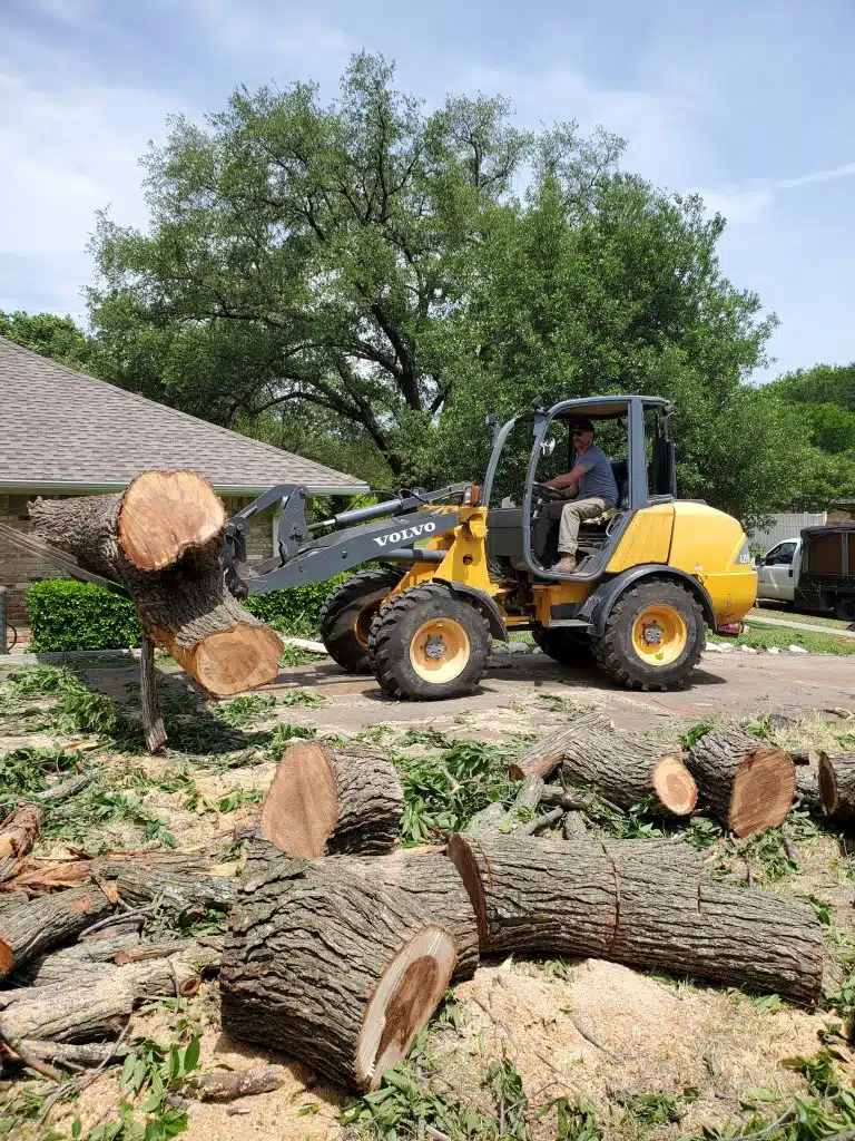 Cheapest Time of Year For Tree Removal Rudy’s Tree Service