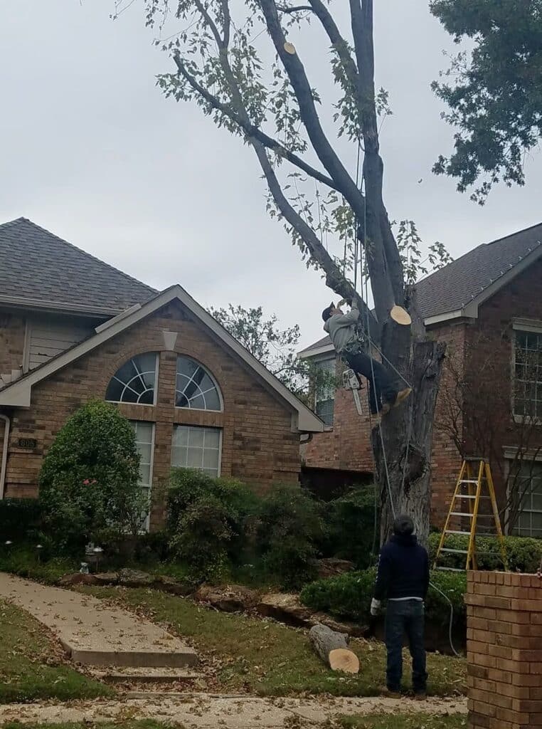 Get Our Safe & Fast Tree Removal in Dallas, TX