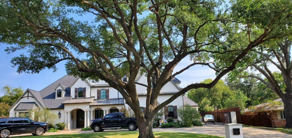 Tree Service in Frisco, TX