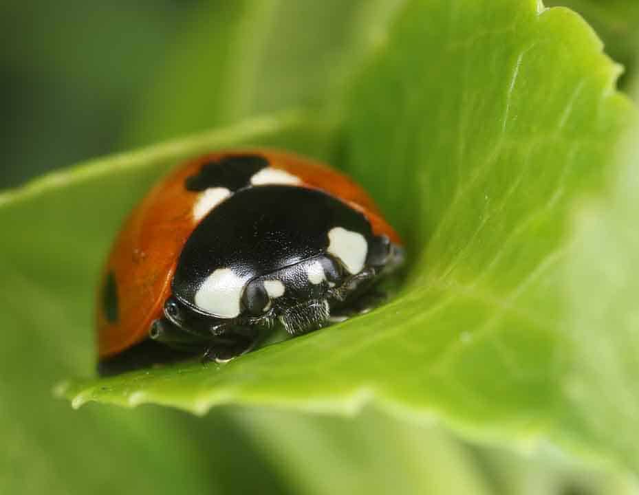 Ladybugs Feen on Crape Myrtle Aphids