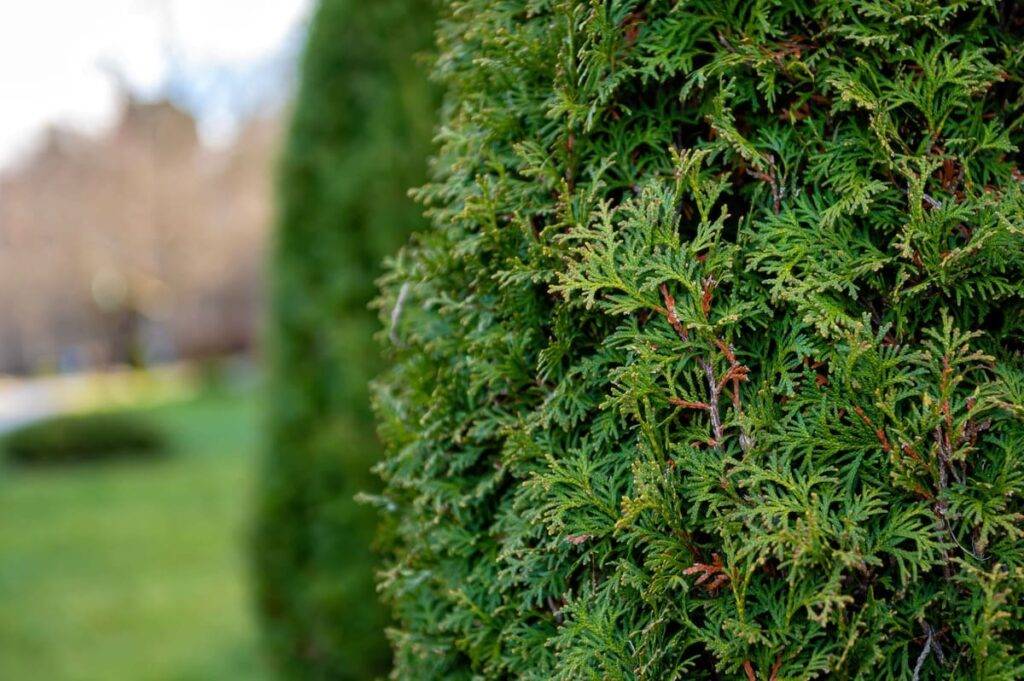 Best Arborvitae Types to Plant in Your Backyard