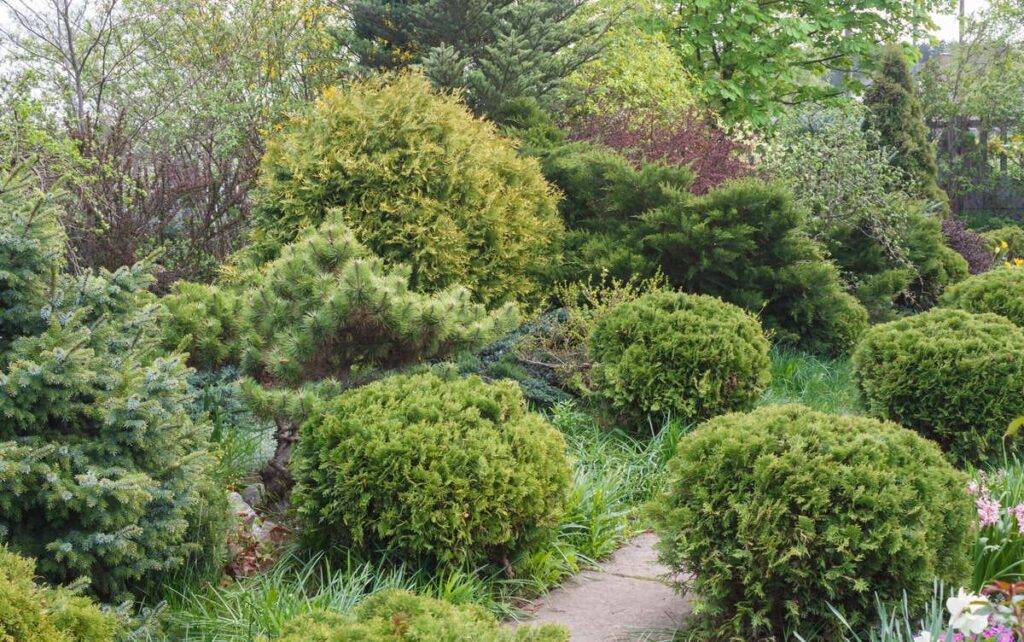 Most Significant Types & Sizes of Arborvitae: Dwarf