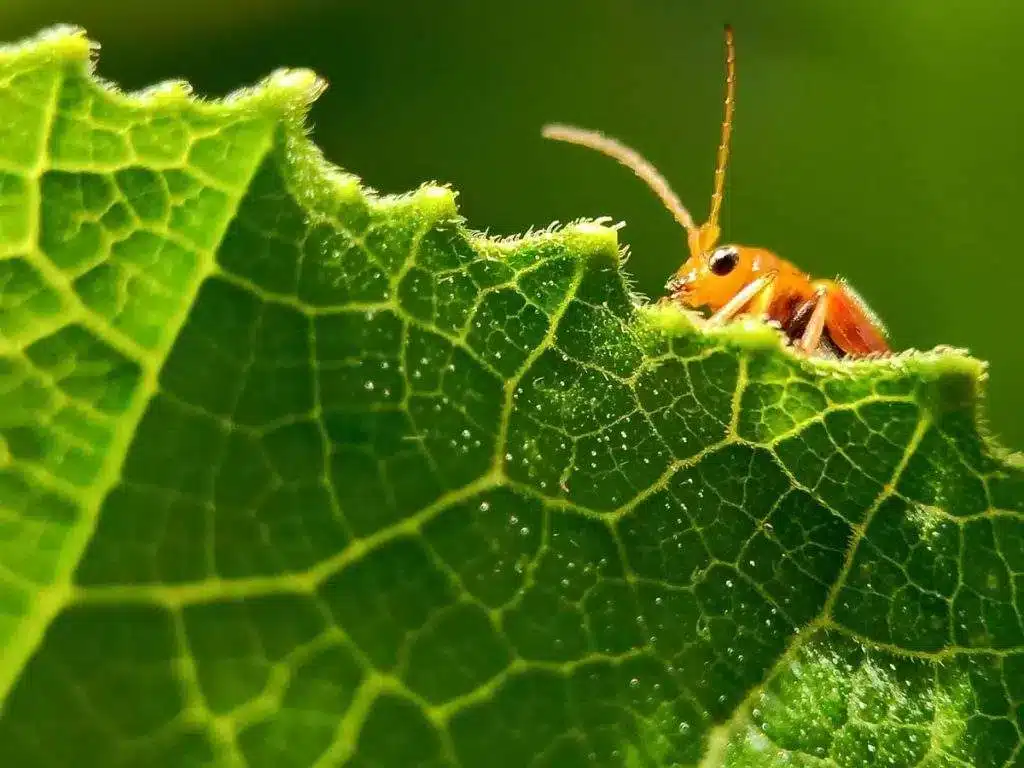 Characteristics of Elm Leaf Beetle