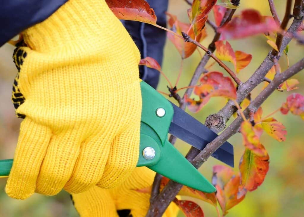 How to Prune Maple Trees? 6 Greatest Steps