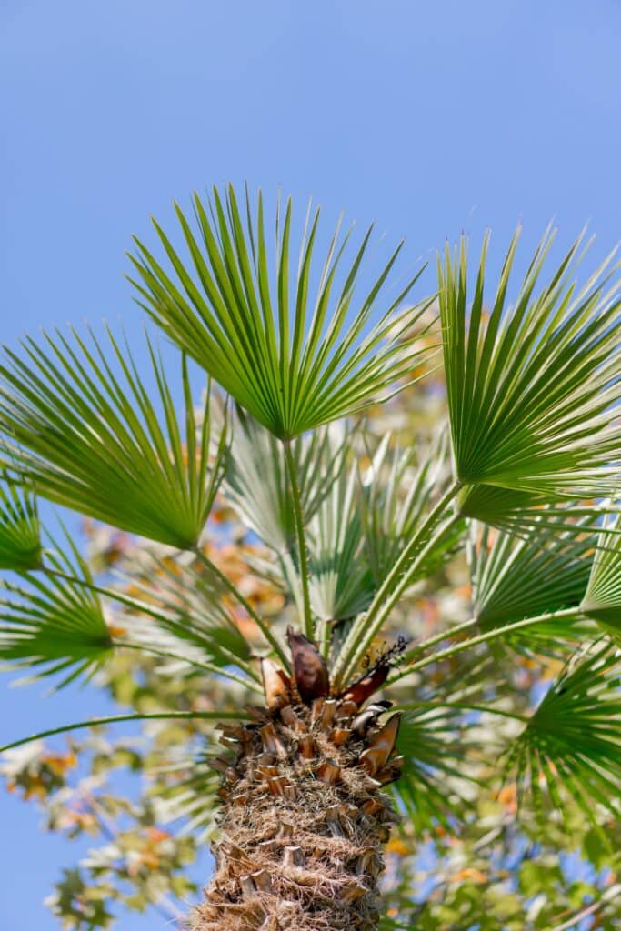 different types of palm trees / Fan Palm (Livistona spp.)