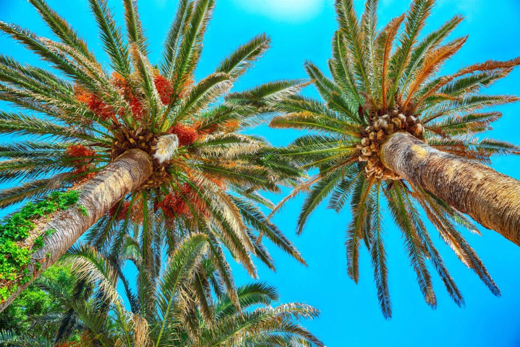 different types of palm trees / Date Palm (Phoenix dactylifera)