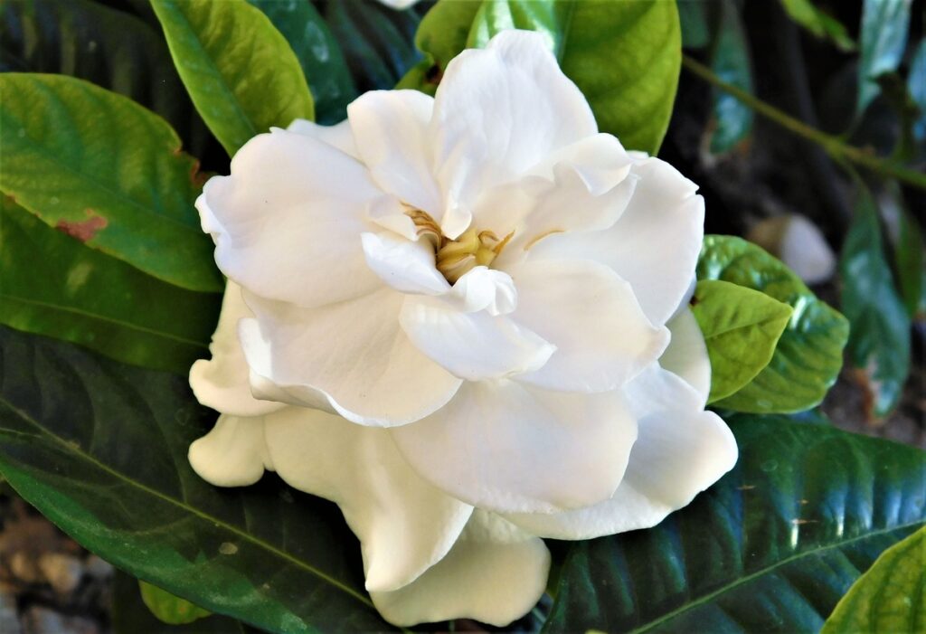 Gardenias Are Beautiful to Plant in Front of Boxwoods