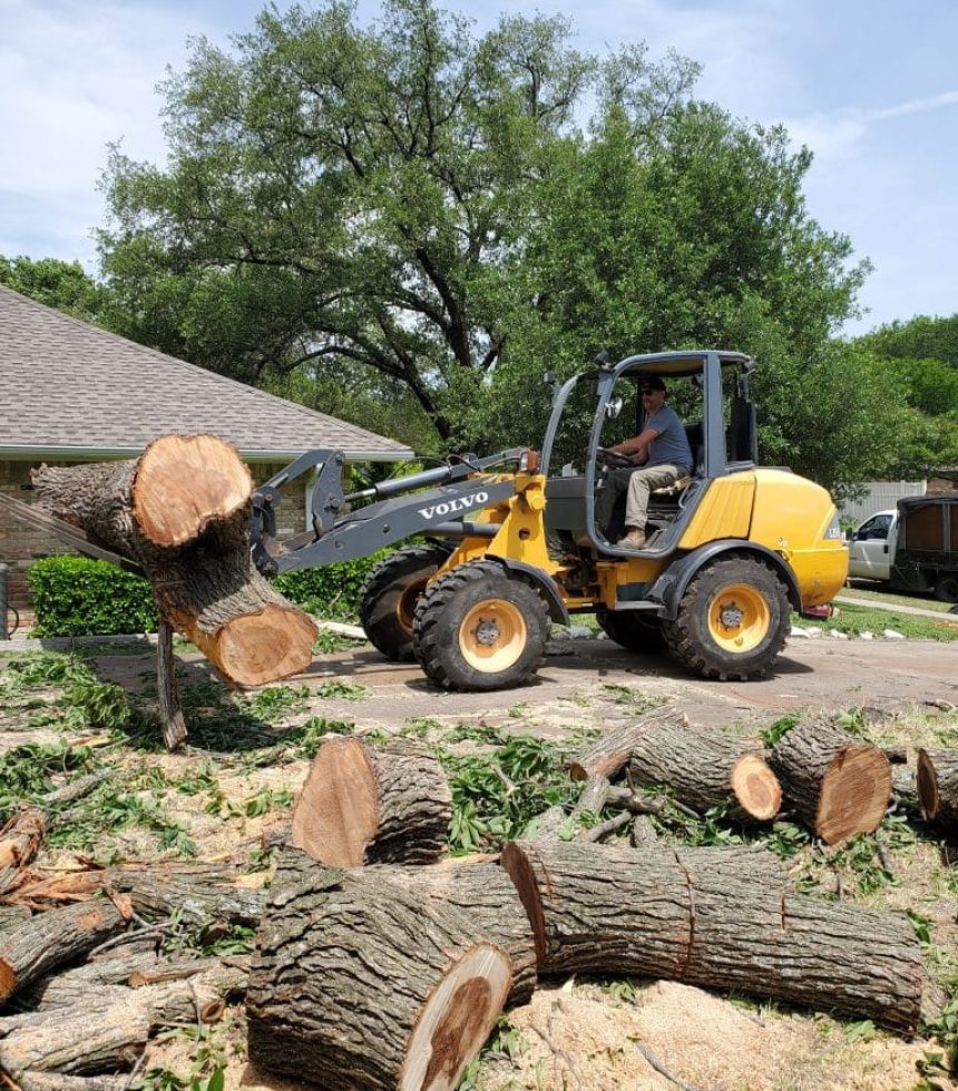 Cutting Down Trees in Spring or Summer Is Expensive