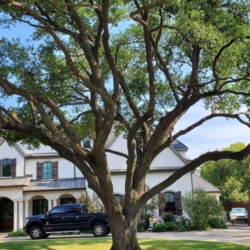 Tree Service in Frisco, TX