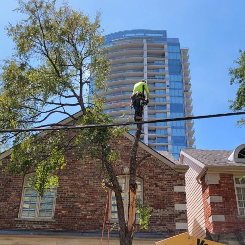 14 Reasons to Remove Your Tree in Dallas, TX