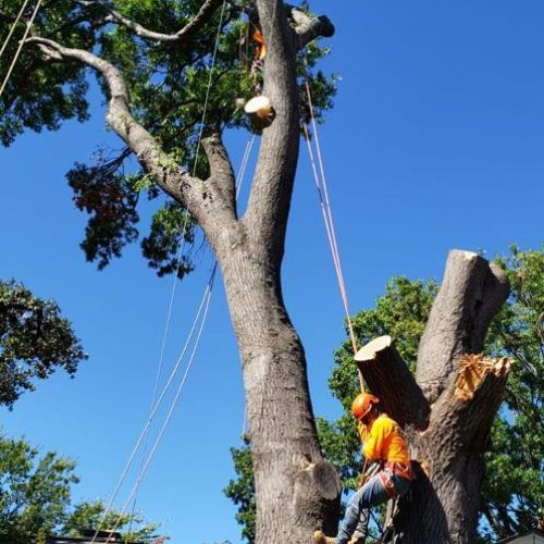 Tree Removal Service in Frisco, TX