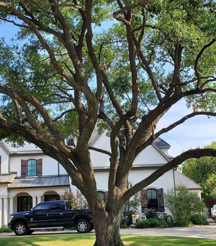 Tree Service in Richardson, TX