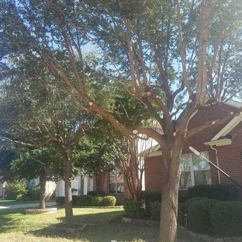 Tree Trimming Service in Frisco, TX