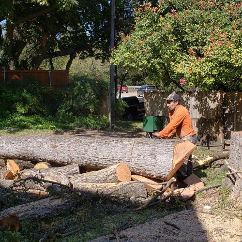 The Cheapest Time of Year for Tree Removal